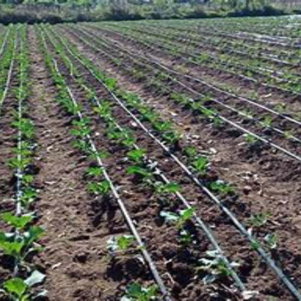 PIC 6