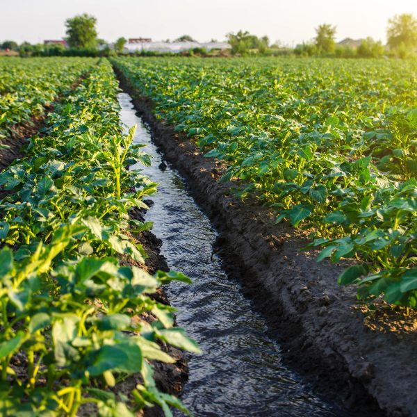 Water,Flows,Through,An,Irrigation,Canal.,Watering,The,Potato,Plantation.